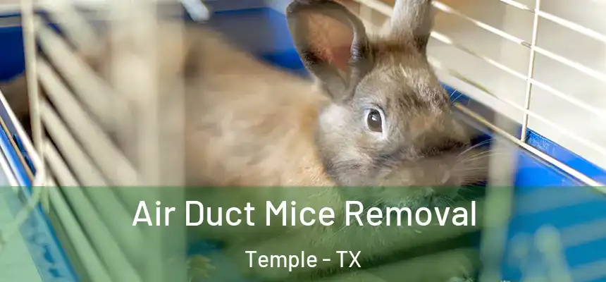 Air Duct Mice Removal Temple - TX